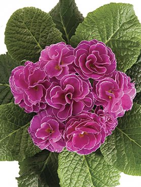 Примула обыкновенная Petticoat Lilac F1 (3 шт)
