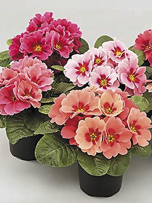 Примула обыкновенная Elba Rasberry Shades F1 (3 шт) - 1