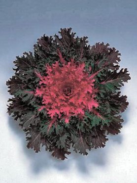 Капуста декоративная Feather Leaved Coral Queen F1 (10 шт)