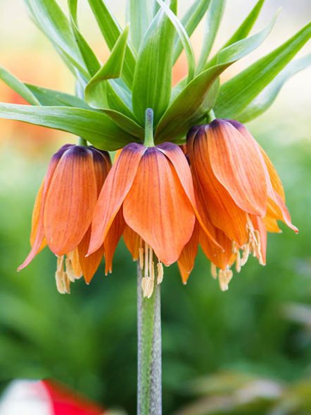Рябчик императорский Orange Beauty 18/20 (1 шт) - 1