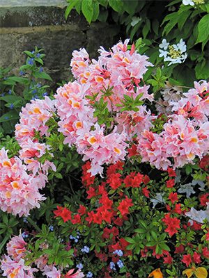 Рододендрон х Knap Hill-Exbury Cecile (1 шт) - 1