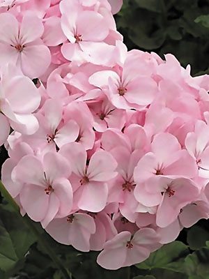 Пеларгония зональная Pink (6 шт) - 1