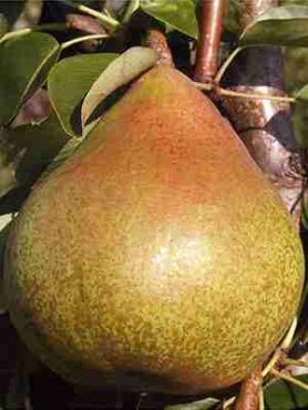 Груша Корола (1 шт)