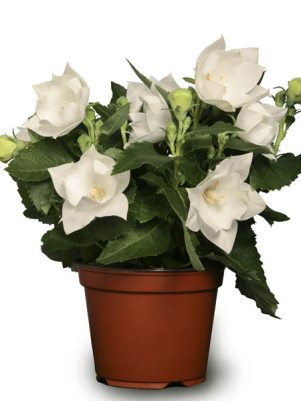 Платікодон великоквітковий Astra White (3 шт)