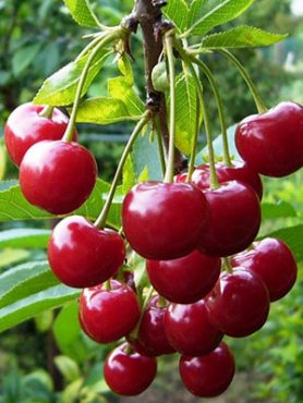 Вишня Элегантная (1 шт)