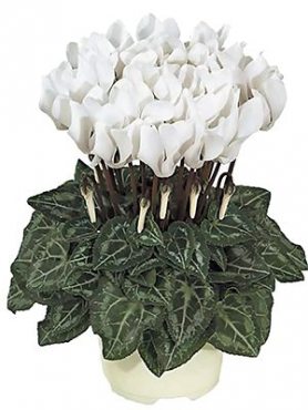 Цикламен миниатюрный Smartiz Blanc Pur F1     (1 шт)
