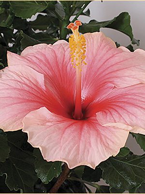 Гибискус китайский Fiori Grande Geisha (1 шт) - 1