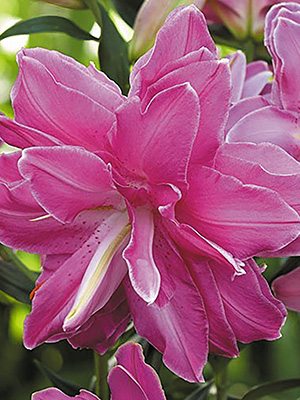 Лілія (Східні гібриди) Lotus Wonder 12/14 (20 шт) - 1