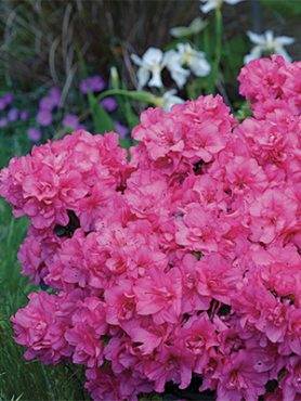 Рододендрон тупий Flash Dance Pink