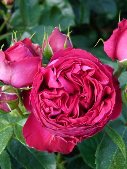 Роза шраб Red Eden Rose (1 шт) - 1