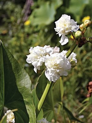 Стрелолист обыкновенный Flore Pleno (1 шт) - 1