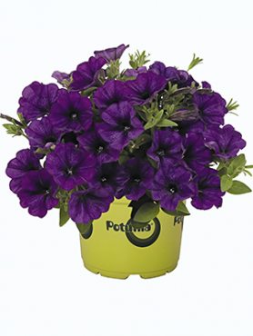 Петуния гибридная Potunia Piccola Cobalt Blue (Р12) (1 шт)