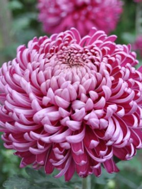 Хризантема зрізна Regal Mist Purple (3 шт)