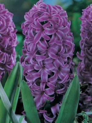 Гиацинт садовый Purple Sensation 15/16 (1 шт) - 1