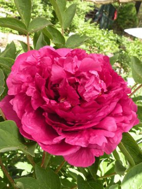 Пион древовидный Black Dragon Holds a Splendid Flower (1 шт)