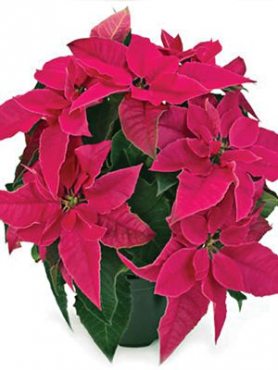 Пуансеттія прекрасна Princettia Dark Pink (1 шт)