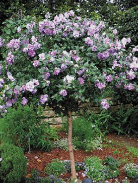 Гибискус сирийский Ardens(1 шт)