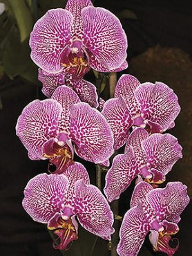 Фаленопсис гибридный Fusheng Pink Pearl x Yushan Mongo (1 шт)