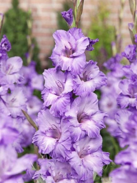 Гладіолус садовий Milka 12/14 (50 шт) - 1