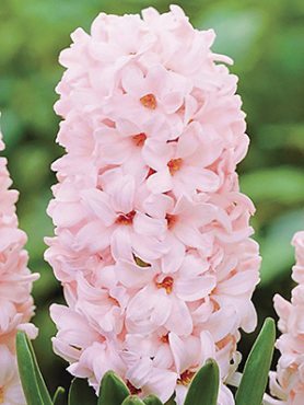 Гиацинт садовый China Pink 14/15 (350 шт)