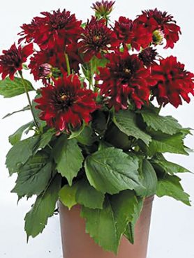 Георгина гибридная XXL Ruby Red (Р12) (1 шт)