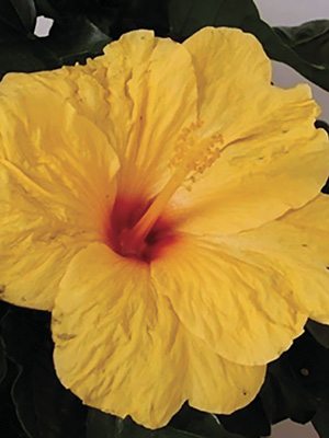 Гибискус китайский Fiori Grande Bari - 1