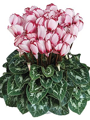 Цикламен Halios Victoria 50 Rose a Oeil F1 (1 шт) - 1