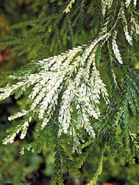 Туевик пониклий Variegata (1 шт)