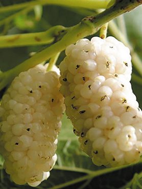 Шелковица Виктория (1 шт)