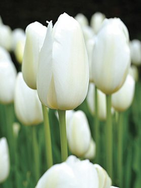 Тюльпаны Простые поздние Catherina 10/11 (3 шт)