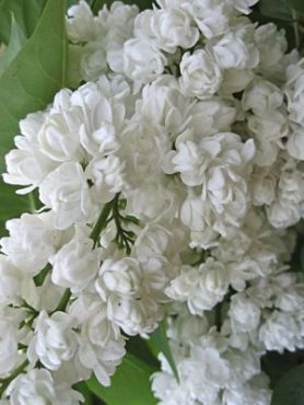 Сирень обыкновенная Память о Колесникове (1 шт)