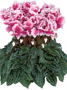 Цикламен Halios Friola Magenta F1 (1 шт)