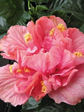 Гибискус китайский Fiori Grande Zaragoza (1 шт)