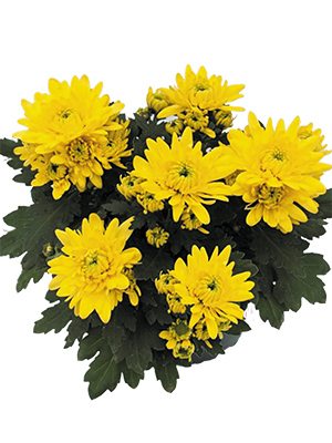Хризантема горшечная Cayman Yellow (9 шт) - 1
