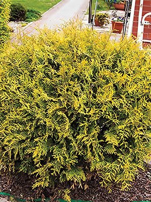 Туя західна Globosa Aurea (1 шт) - 1