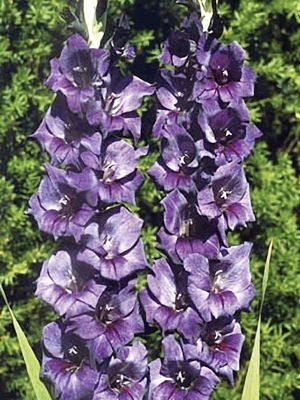 Гладиолус садовый Purple Flora (5 шт) - 1