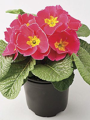 Примула звичайна (акаулис) El Unistar Salmon Pink F1 (3 шт)