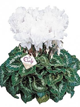 Цикламен крупноцветковый Halios Curly Blanc F1(осень) (1 шт)