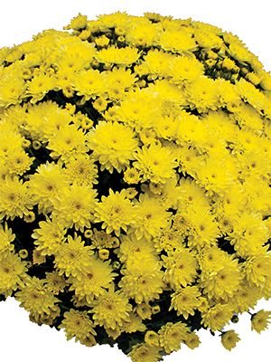 Хризантема мелкоцветковая низкорослая Branfountain Yellow (3 шт) - 1