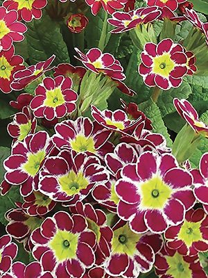 Примула высокая ф. полиантовая Victoriana Lilac F1 (3 шт)