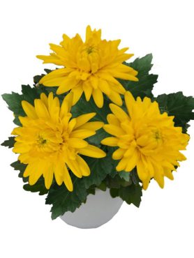 Хризантема горшечная Cayman Yellow (3 шт)