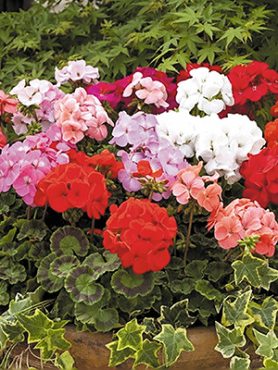 Пеларгония зональная Colorama, смесь (10 шт)