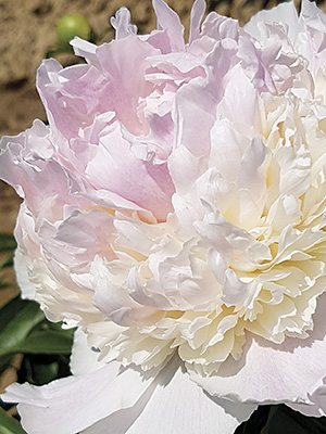 Пион молочноцветковый Mister Ed (1 шт) - 1