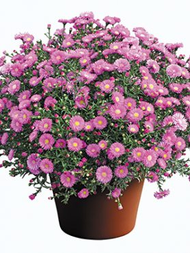 Астра новобельгийская Magic Pink (1 шт)