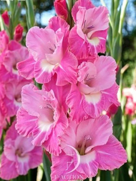 Гладиолус садовый Pink Parrot 12/14 (50 шт) - 1