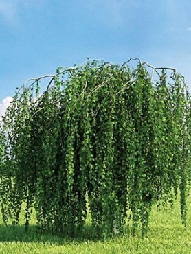 Берёза полезная Long Trunk (1 шт)