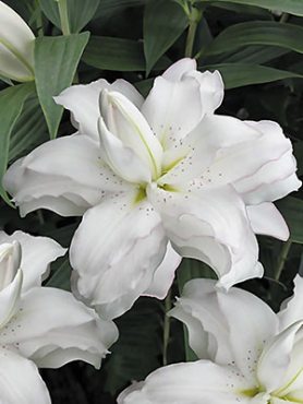 Восточные гибриды (ориентали) Lotus Beauty 12/14 (1 шт)