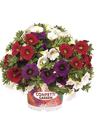 Набір рослин Confetti Garden Hawaiian Country 2018 - 1