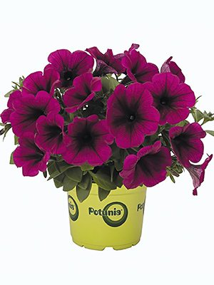 Петунія гібридна Potunia Plus Purple (1 шт) - 1