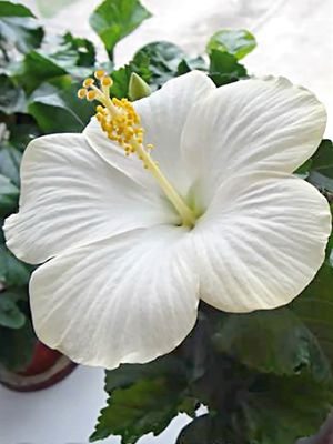 Гібіскус китайський Fiori Grande San Remo (1 шт) - 1